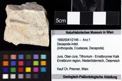 Foto (Objket + Etiketten) von Decapoda indet. 